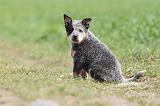 BOUVIER AUSTRALIEN 211
